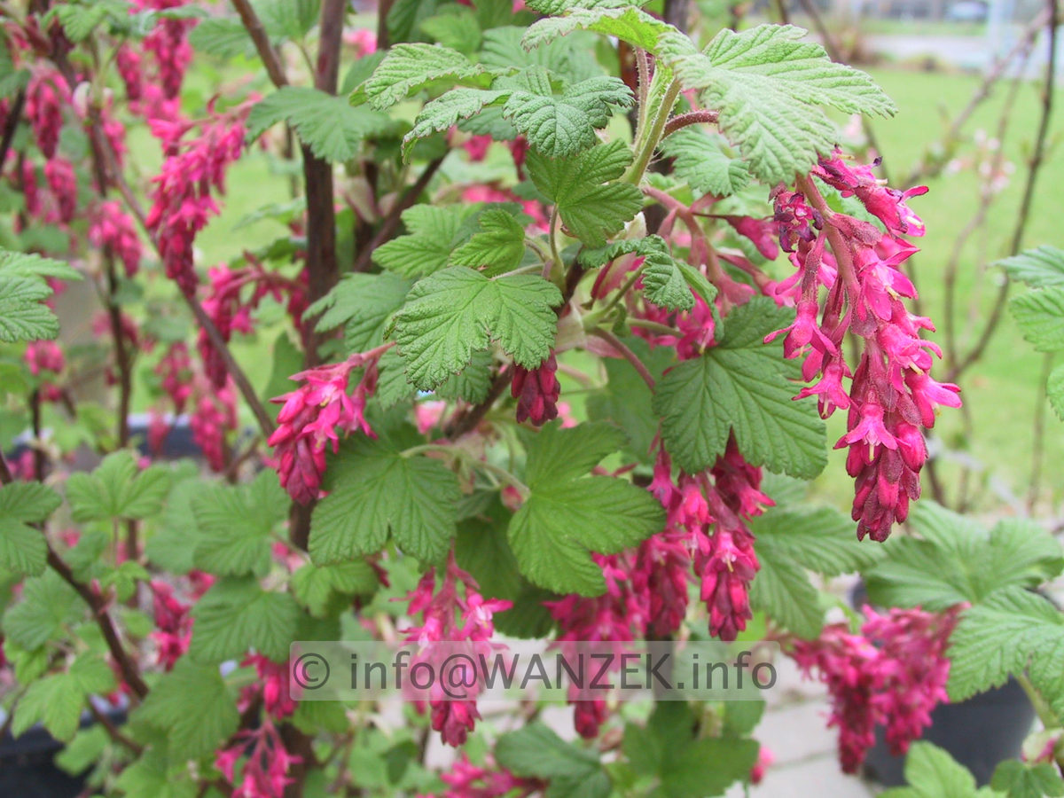 Ribes sanguineum King Edward VII.JPG